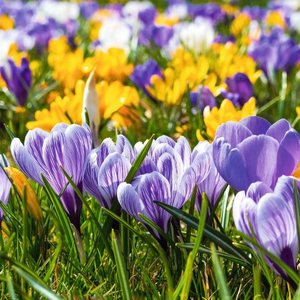 Krokusblüte Husum