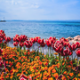 Tulpen am Seeufer von Bardolino