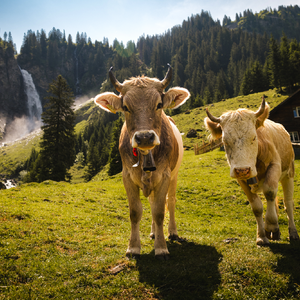 Bergsommer in Tirol