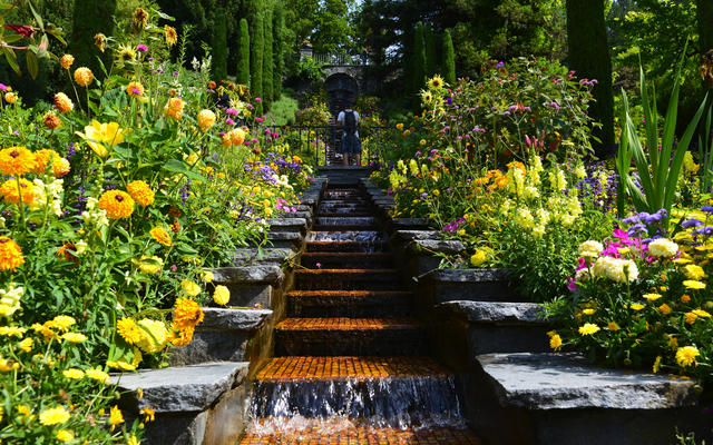Treppen mit Wasserfall umgeben von blühenden gelben und bunten Blumen im Garten.