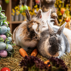 Ostern mit BE
