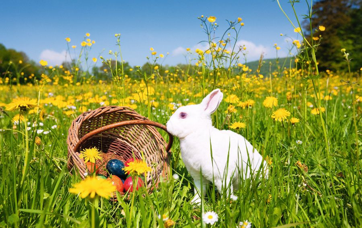 Osterhase mit Ostereiern