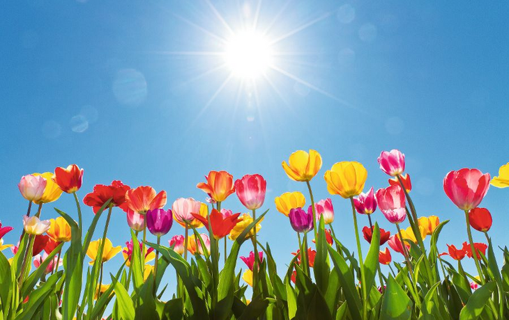 Tulips in the sun
