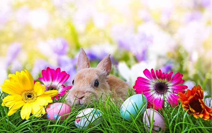 süße Osterhase
