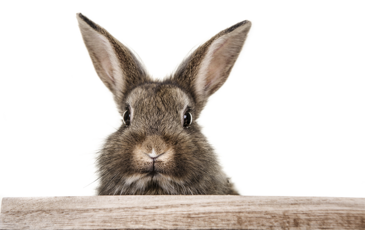Hase
