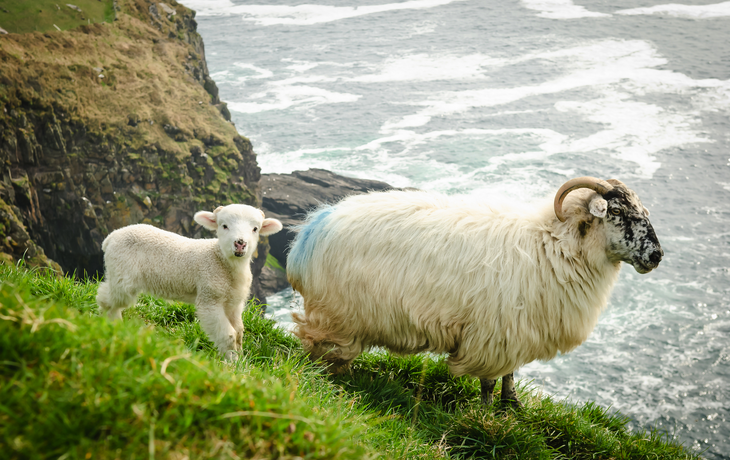 Mutterschaf mit Lämmchen auf grasbewachsenen Klippen in Dingle, Irland