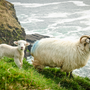 Mutterschaf mit Lämmchen auf grasbewachsenen Klippen in Dingle, Irland