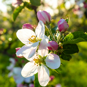 Südtirol in voller Blüte