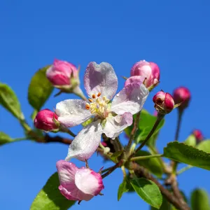 Frühling in der Normandie