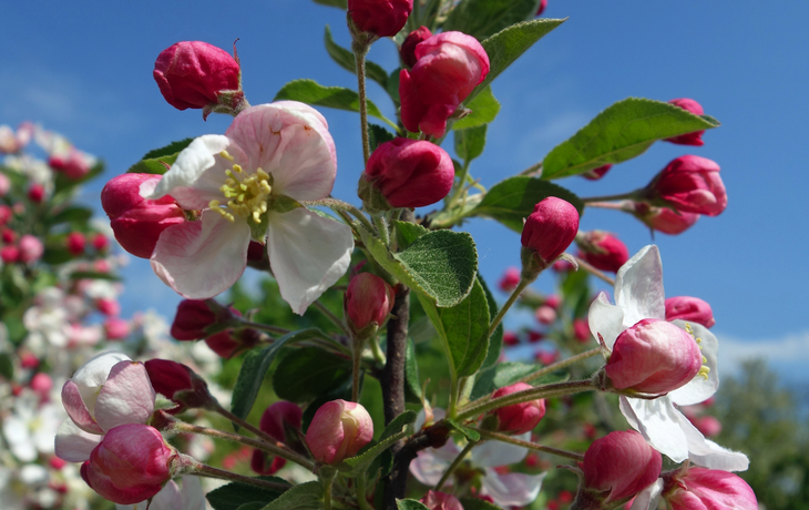 Apfelbaumblüte
