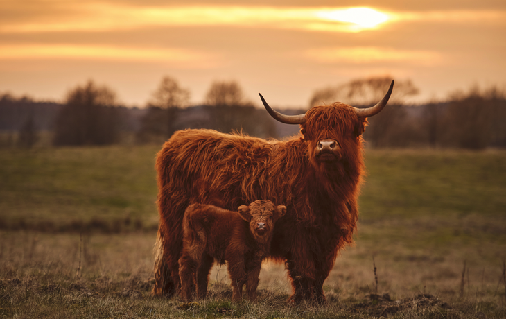 schottische Highlandrinder