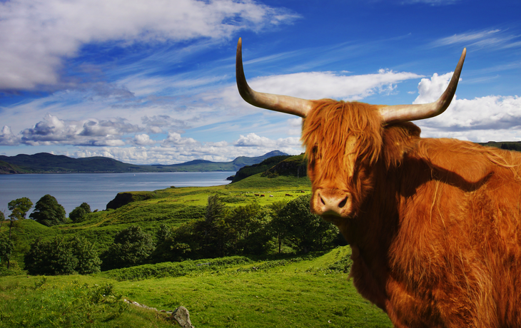 Hochlandvieh in Schottland