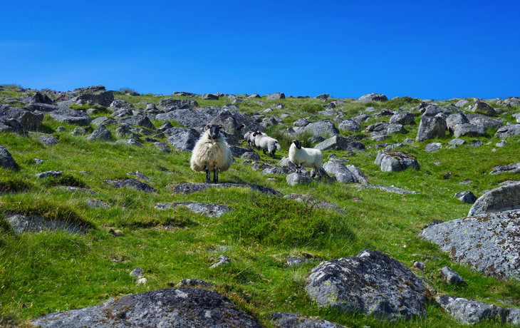 Nationalpark Dartmoor in Devon, Vereinigtes Königreich