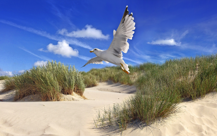 Gull über Dünen