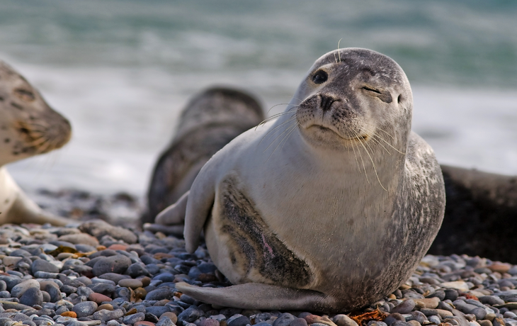 Seehund auf Helgoland
