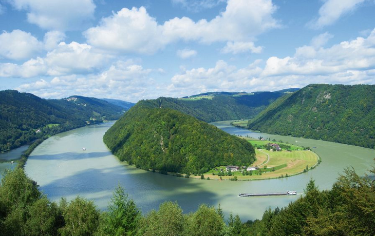 Donauschlinge in Schlögen