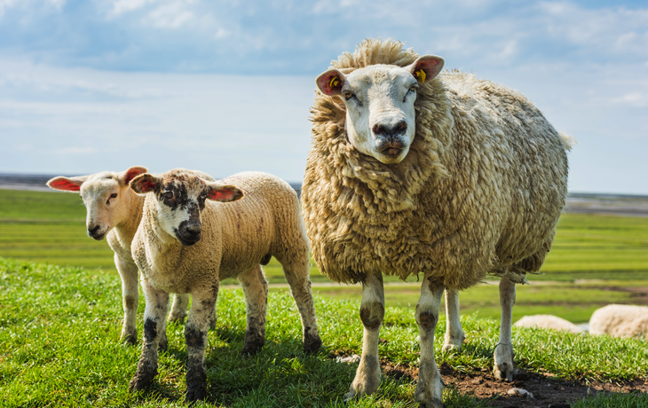 Schafe in Friesland