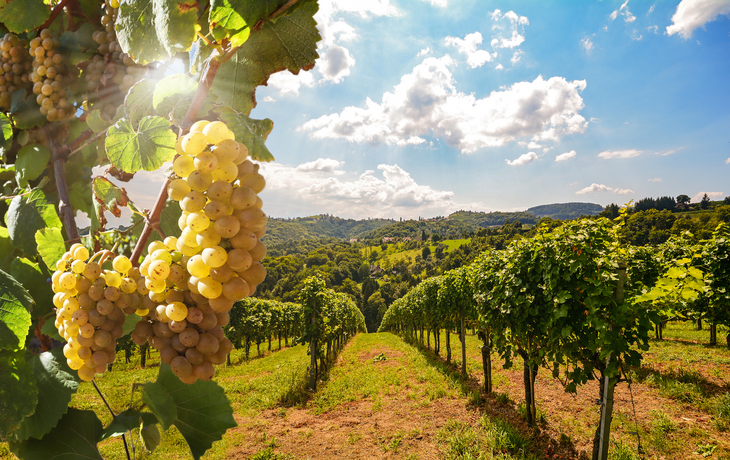 Weinbaugebiet an der Deutschen Weinstraße