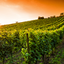 Weingut an der Deutschen Weinstraße