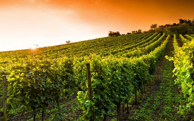 Weinberge bei Sonnenuntergang mit Reihen von grünen Reben.