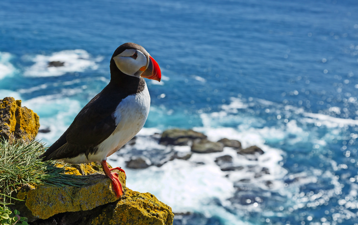 Papageientaucher auf den Klippen von Latrabjarg Island