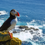 Papageientaucher auf den Klippen von Latrabjarg Island