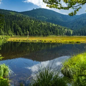 Bayerischer Wald