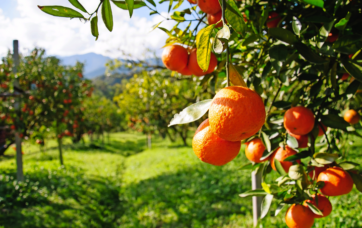 Orangenbaum