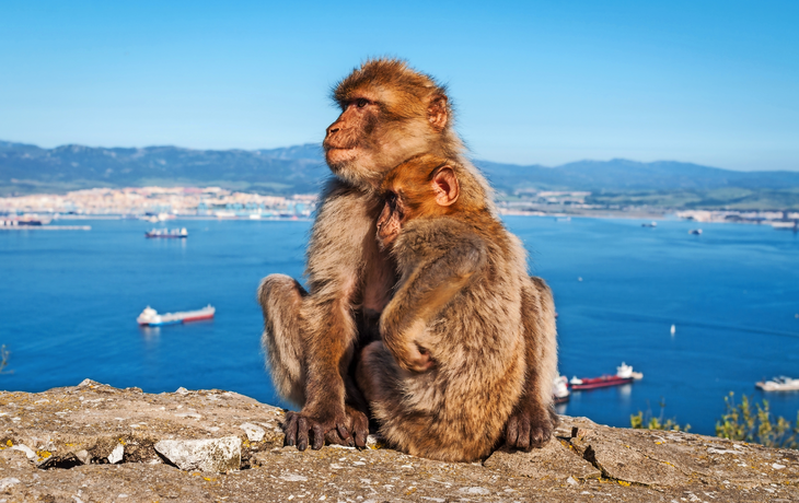 Berberaffen auf dem Felsen von Gibraltar