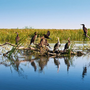 Kormorane im Donaudelta