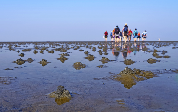 Wattwanderung im Wattenmeer mit Wattwurm