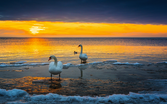 Schwäne auf eisbedecktem See bei Sonnenuntergang.