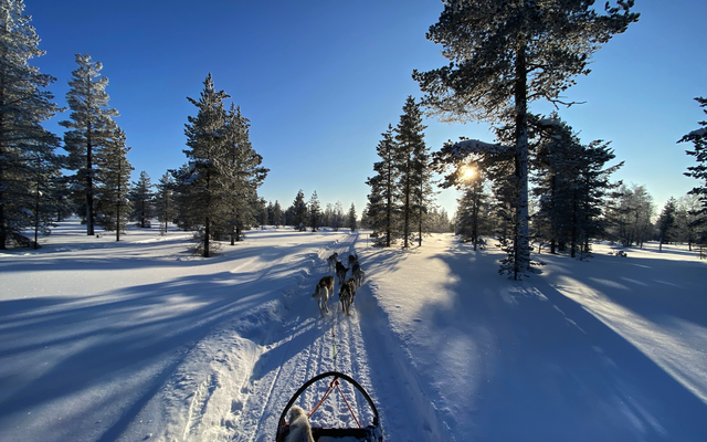 Husky Schlittenfahrt durch die verschneiten Wälder Lapplands bei Sonnenschein.