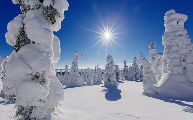 Verschneite Landschaft mit sonnenbeschienenen Bäumen unter klarem Himmel.