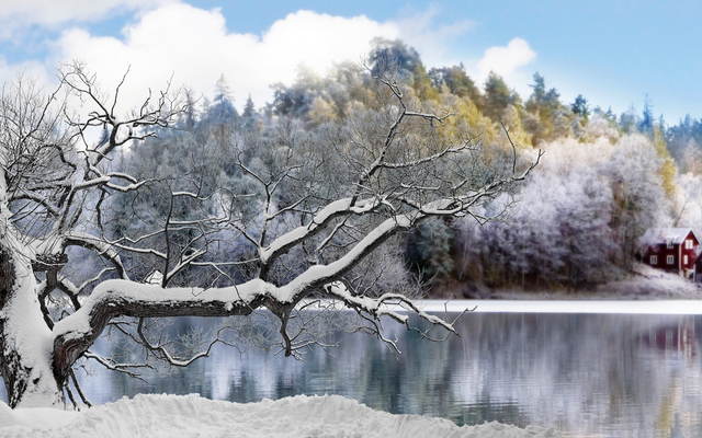 Verschneiter Baum und See mit Wald und Haus im Hintergrund.