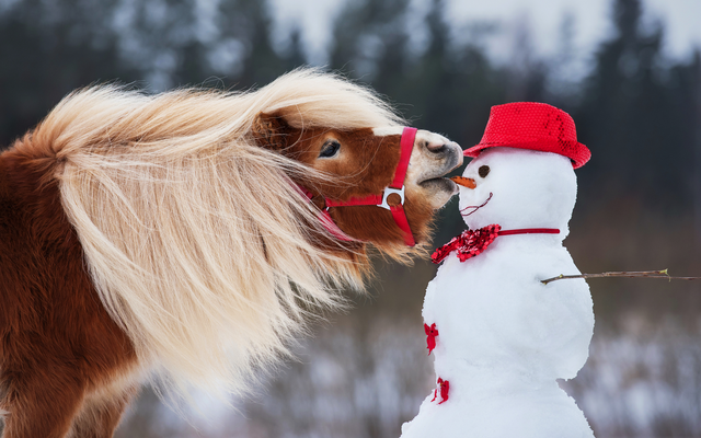 Pony mit wehender Mähne schnuppert an Schneemann mit rotem Hut und Schal.
