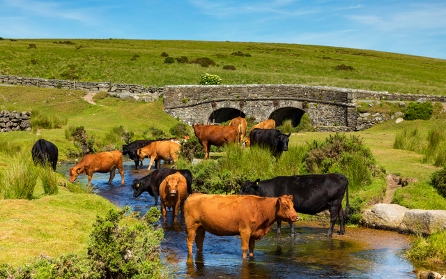 Kühe stehen in einem Bach vor einer Steinbrücke in einer grünen Landschaft.