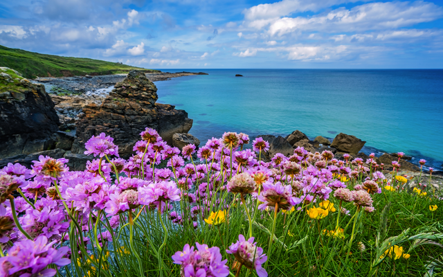 Blumenwiese am felsigen Küstenstreifen mit Blick auf das blaue Meer und den Himmel.