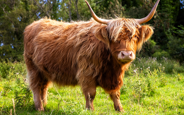 Schottisches Hochlandrind auf einer grünen Wiese stehend.