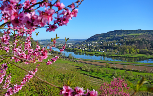 Blühende Zweige mit Blick auf Fluss und grünes Tal im Frühling.