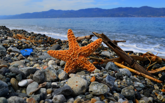 Seestern auf einem steinigen Strand mit Treibholz und Meer im Hintergrund.