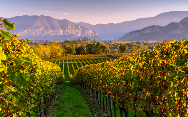 Weinberge im Sonnenuntergang mit Bergen im Hintergrund.