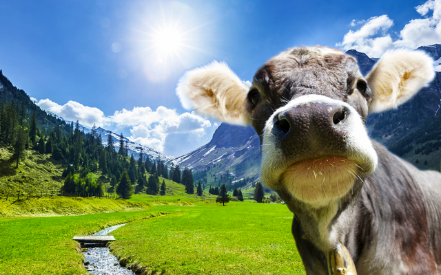Kuh auf einer grünen Weide vor Alpenkulisse bei Sonnenschein