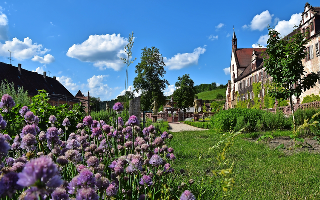 Kräutergarten mit violetten Blüten vor dem Kloster Bronnbach.