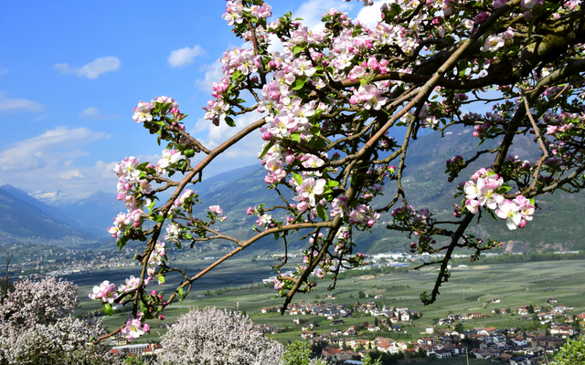 Zweig eines blühenden Obstbaums mit Blick auf ein Tal und Berge im Hintergrund.
