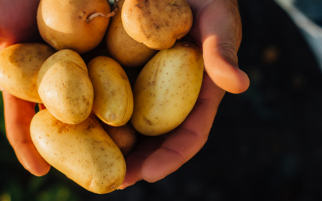 Hände halten frisch geerntete Kartoffeln im Freien.