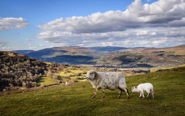 Schaf und Lamm auf einer grünen Wiese vor bergiger Landschaft.
