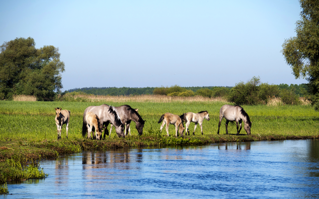 Wildpferde grasen am Ufer eines Flusses in einer grünen Landschaft.