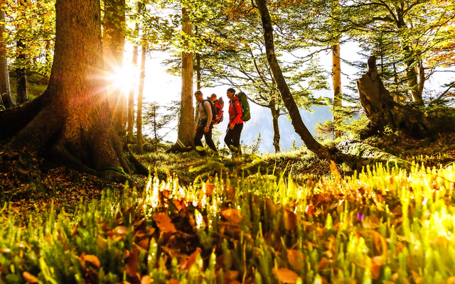 Eine Familie beim Wandern durch einen sonnendurchfluteten Wald mit herbstlicher Laubdecke.