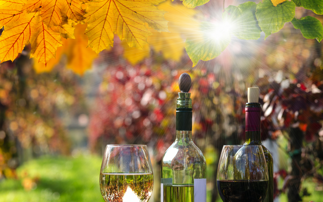 Weinflaschen und Gläser vor herbstlichem Laub im Sonnenlicht.